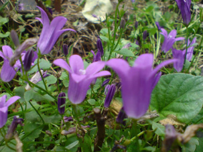 camapanula_im_okt_07_1.JPG