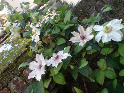 clematis-schonheiten_okt_07_3.JPG