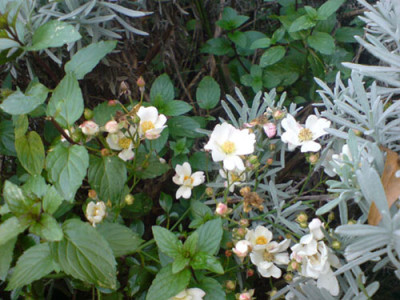 duftenden_rosenbegleiter_okt_07_1.JPG