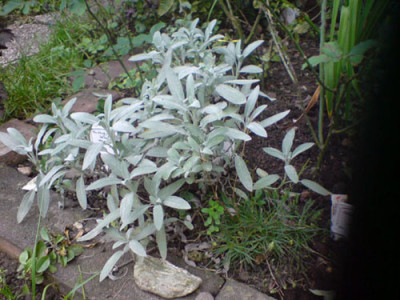 duftenden_rosenbegleiter_okt_07_3.JPG