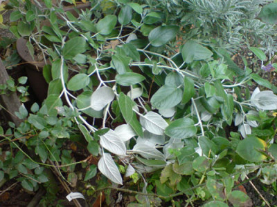 duftenden_rosenbegleiter_okt_07_4.JPG