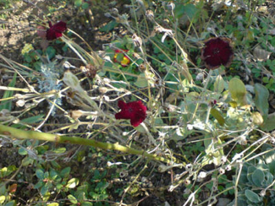 dunkle_rosenbegleiter_pechnelke_okt_07_1.JPG