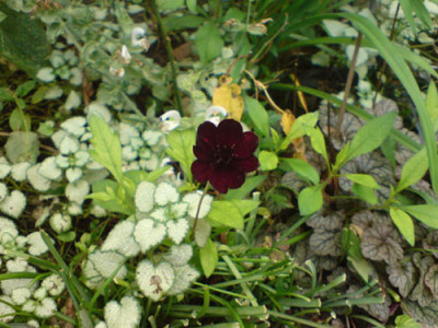dunkle_rosenbegleiter_schokoblume_okt_07_1.JPG
