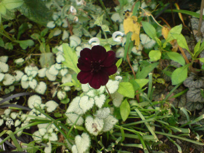 dunkle_rosenbegleiter_schokoblume_okt_07_2.JPG
