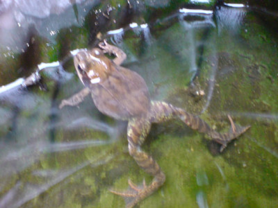 tierische_rosenbegleiter_1.JPG