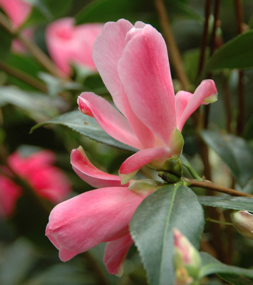 Tulip-Time_1.jpg