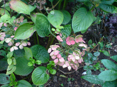 rosenbegleiter_okt_07_12.JPG