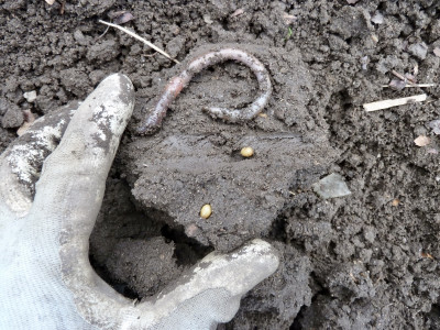lumbricus.jpg