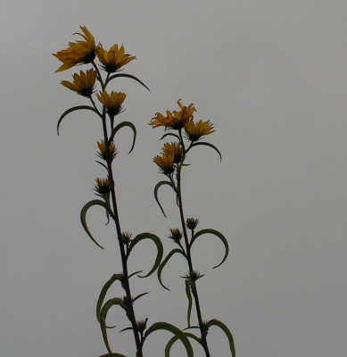 Helianthus_x_kellermannii_022.jpg