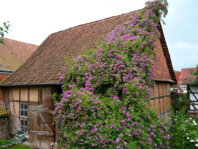 P1000768.jpg