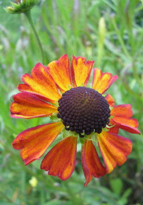 Helenium_1_3_1.jpg