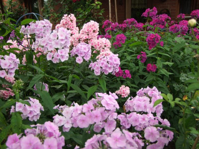 Phlox Juli.JPG