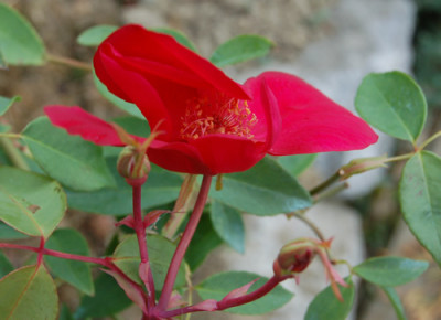 Sanguinea_0010__S1_18582.jpg