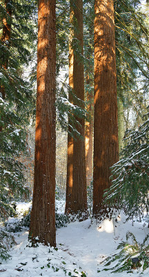 tall_trees.jpg