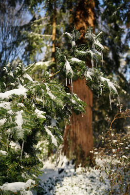 winter_beauty.jpg