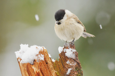wintermeise.jpg