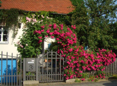 Rosenbogen blühend.jpg