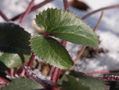 web_heleborus_x_sternii.jpg