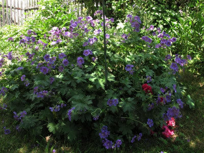 geraniummagnificum.img (2).JPG