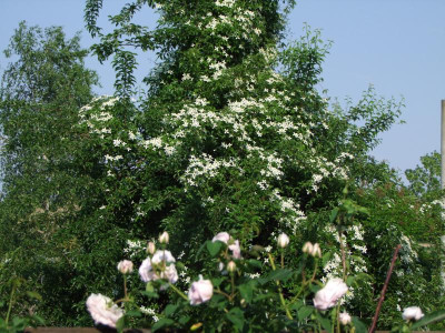 Clematis.jpg