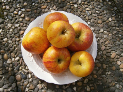 Pinova März 2017 004.JPG