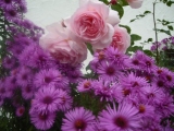 heritage_aster3.jpg