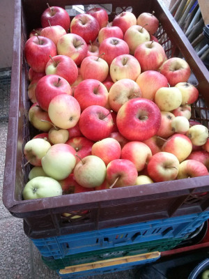 Apfel17-1.jpg
