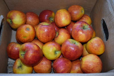 Äpfel Pillnitzer Sorte 001.JPG