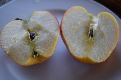 Äpfel Pillnitzer Sorte 004.JPG