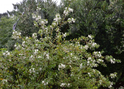 Myrtus_communis.16-1.jpg