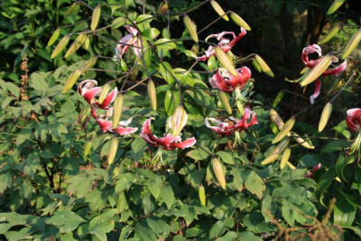 Lilium Orienthybride 4.JPG