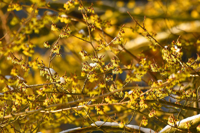 hamamelis1.jpg