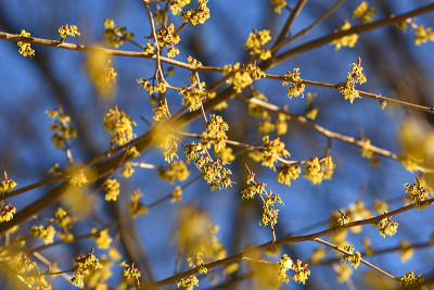 hamamelis2.jpg
