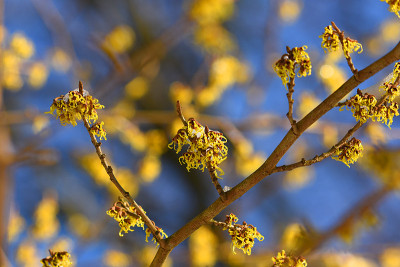 hamamelis3.jpg