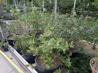 Heidelbeeren 20200419.jpg