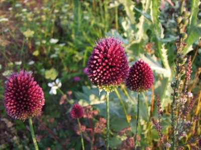 Allium sp.JPG
