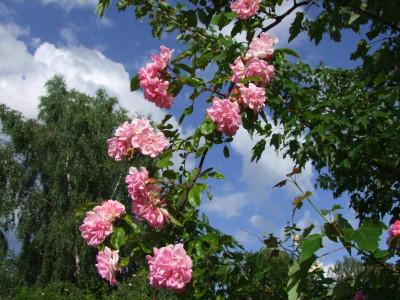 2020_0324RosenheckeJuni0057.JPG