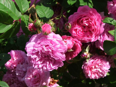 2020_0324RosenheckeJuni0088.JPG