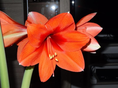 amaryllis01.jpg