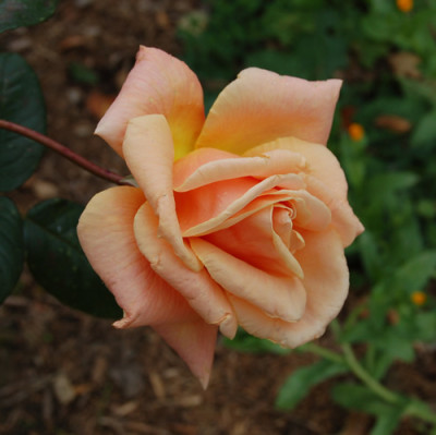 Royal_Sunset_0010__P_18462.jpg