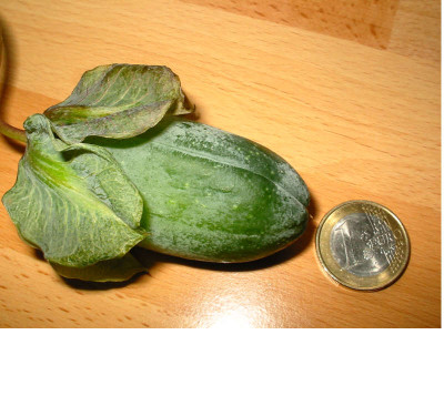 Glockenreben_Frucht_11.07.jpg
