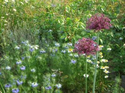 Allium.jpg