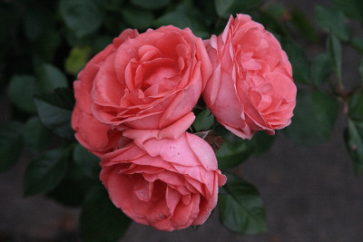 Rosa_Floribunda.JPG
