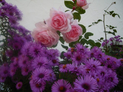 rose_aster1.jpg