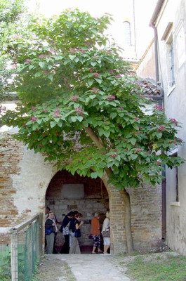 Clerodendrum_trichotomum_2_fars_2007.jpg