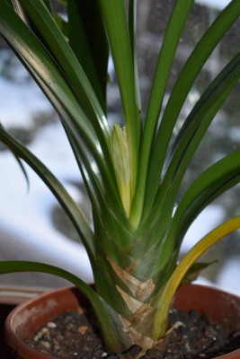 Klivienblüte 2021 001.JPG