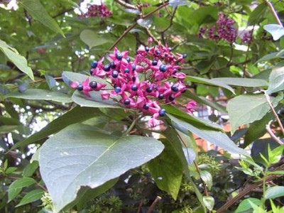 Clerodendrum_trichotomum_fars_2007.jpg