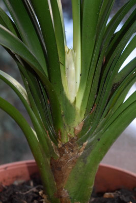 Klivienblüte 2021 002.JPG