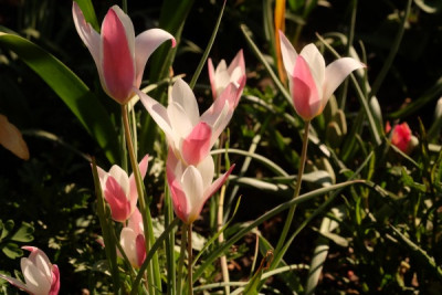 T.clus.Lady Jane.JPG