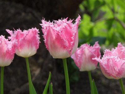 Tulpen rosa.jpg